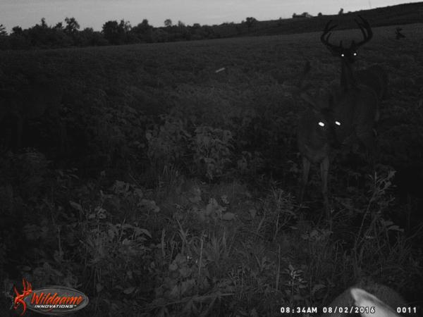 Trail Cam Photo